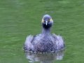 Least Grebe - Resaca de la Palma State Park, Brownsville