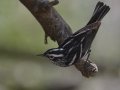 Black-and-white Warbler - South Padre Island
