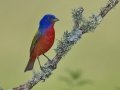 Painted Bunting - Santa Clara Ranch, McCook