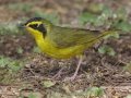 Kentucky Warbler - South Padre Island