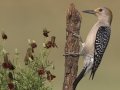 Golden-fronted Woodpecker - Laguna Seca Ranch, Edinburg