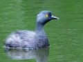 Least Grebe - Resaca de la Palma State Park, Brownsville