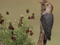 Golden-fronted Woodpecker - Laguna Seca Ranch, Edinburg
