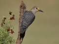 Golden-fronted Woodpecker - Laguna Seca Ranch, Edinburg