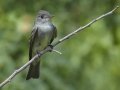 Eastern Wood-Pewee - South Padre Island