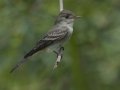 Eastern Wood-Pewee - South Padre Island