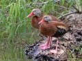 Black-bellied Whistling-Duck - Resaca de la Palma State Park, Brownsville