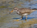 Spotted Sandpiper - South Padre Island