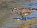 Spotted Sandpiper - South Padre Island