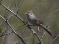 Cassin's Sparrow - Palo Alto Battlefield National Historic Park, Brownsville