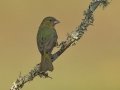 Painted Bunting - Santa Clara Ranch, McCook
