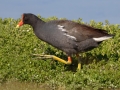 Common Gallinule - South Padre Island