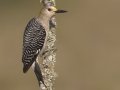 Golden-fronted Woodpecker - Laguna Seca Ranch, Edinburg