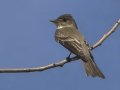 Eastern Wood-Pewee - South Padre Island