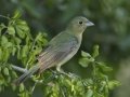 Painted Bunting - Santa Clara Ranch, McCook