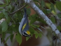 Golden-winged Warbler - South Padre Island
