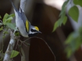 Golden-winged Warbler - South Padre Island