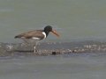 American Oystercatcher - Port Isabel
