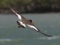 American Oystercatcher - Port Isabel