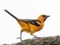 Altamira Oriole - Bentsen Rio Grande Valley State Park