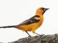 Altamira Oriole - Bentsen Rio Grande Valley State Park