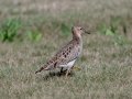 Buff-breasted Sandpiper - Superior Turf Farm, San Benito