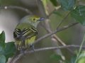 White-eyed Vireo - Palo Alto Battlefield National Historic Park, Brownsville