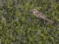 Cassin's Sparrow - Palo Alto Battlefield National Historic Park, Brownsville