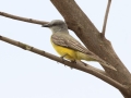 Couch's Kingbird - South Padre Island