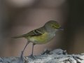 White-eyed Vireo - Palo Alto Battlefield National Historic Park, Brownsville