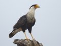 Crested Caracara - Martin Refuge, Penitas