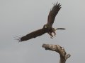 Harris's Hawk - Martin Refuge, Penitas