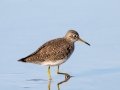 Solitary Sandpiper - Estero Llano Grande State Park, Weslaco