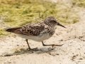 Least Sandpiper - Superior Turf Farm, San Benito