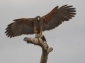Harris's Hawk - Martin Refuge, Penitas