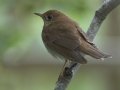 Veery - South Padre Island