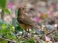 Clay-colored Thrush - Estero Llano Grande State Park, Weslaco