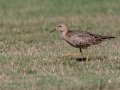 Buff-breasted Sandpiper - Superior Turf Farm, San Benito