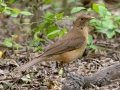 Clay-colored Thrush - Estero Llano Grande State Park, Weslaco