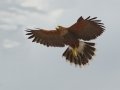 Harris's Hawk - Martin Refuge, Penitas