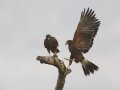 Harris's Hawks - Martin Refuge, Penitas