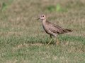 Buff-breasted Sandpiper - Superior Turf Farm, San Benito