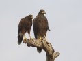 Harris's Hawk