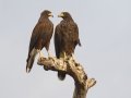 Harris's Hawk