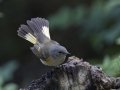 American Redstart - South Padre Island