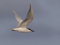 Gull-billed Tern - Port Isabel