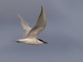 Gull-billed Tern - Port Isabel