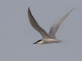 Gull-billed Tern - Port Isabel