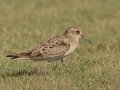 Baird's Sandpiper - Superior Turf Farm, San Benito