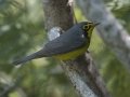 Canada Warbler - South Padre Island